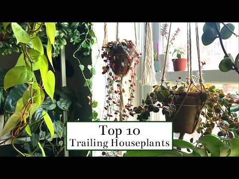 download lagu mp3 mp4 Trailing Indoor Plants, download lagu Trailing Indoor Plants gratis, unduh video klip Trailing Indoor Plants