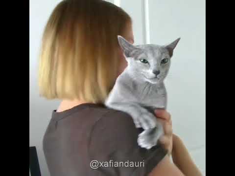 Xafi the Russian Blue wanting to be held