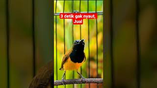 Download lagu 3 detik gak NYAUT, JUAL AJA SOGON GACOR MU #sogongacor #sogongacorngobra #sogon #sogonnembak mp3