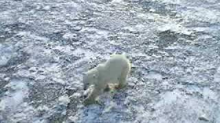 Polar bears in Churchill.Hudson bay.Manitoba,