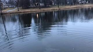 Beaver or river otter swimming in pond
