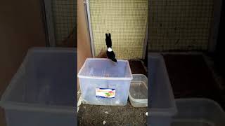 Download lagu murai batu gacor ekor panjang gaya main sujud by fiore bird farm mp3