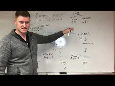 Easy Adrenal Cortex Steroid Synthesis Pathway Mnemonic and Primary Adrenal Insufficiency