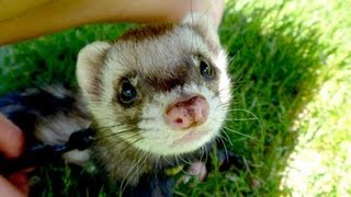 FERRETS PLAYING - CUTENESS OVERLOAD