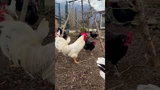 Happy hens: The first day in the freerange chicken run after winters snow #farming #hühner #farmlife