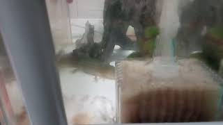 ウーパー動画(ダンゴムシ与えてみた！)