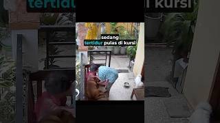 Download lagu Lucky the dog #shorts #shortviral #ahortsvideos mp3 Download lagu Lucky the dog #shorts #shortviral #ahortsvideos mp3