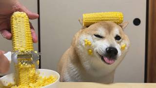 【厳選】笑いが止まらない！可愛い猫と犬のおもしろ動画集