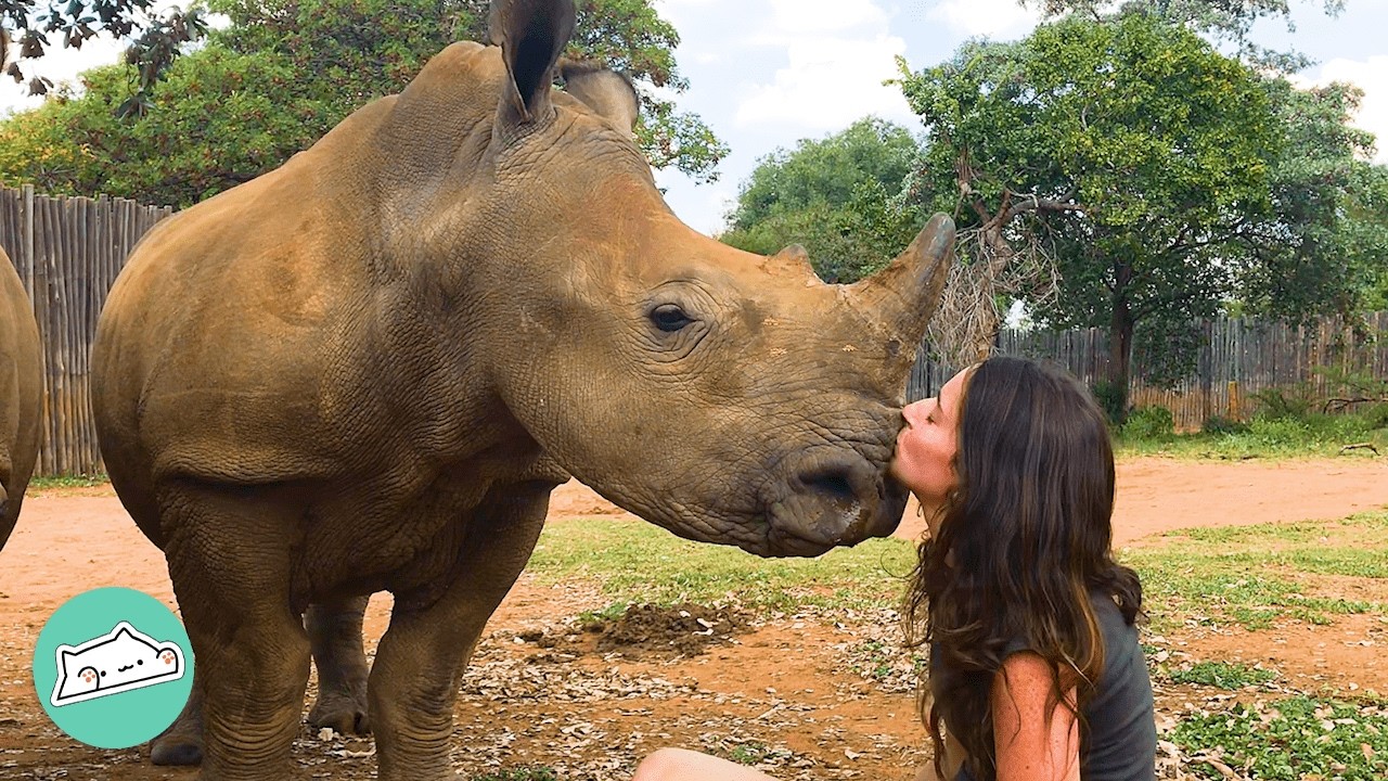 Baby Rhinos Show Off Zoomies & Give Kisses To Lady Raising Them | Cuddle Buddies