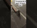 He got dared by his friends.  Racoon vs Human #funny #comedy #raccoon #dare #playful #animals