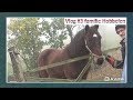 De Ik Vertrek Vlog #3 Diane en Tonnie Hobbelen: een zelfvoorzienend leven in Hongarije | Ik Vertrek