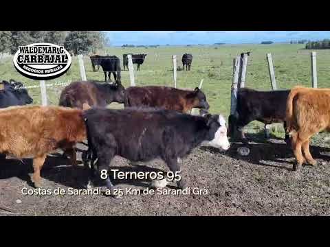 Entrada 2 (Cert - 6312) - 8 Terneros 95/105 Kg