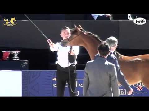 N 4 BAYDAA EL FARIDA   The Egyptian Event Cairo 2021   Yearling Fillies Class 1A