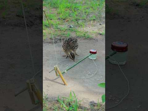 Creative DIY techniques for building quail trap #shortvideo #ytshorts #birds