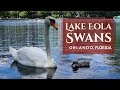 Lake Eola Swans In Orlando Florida