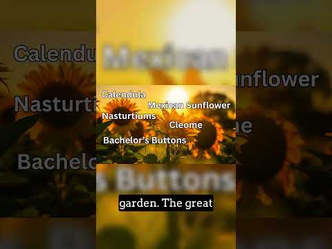 10 Easiest Annuals for Your Thriving Pollinator Garden