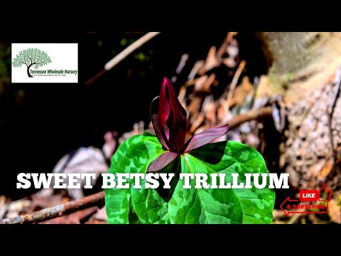Sweet Betsy Trillium - TN Nursery - Quality Perennial Plants For Sale