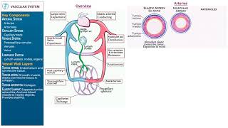 Vascular System Overview by Ditki, Medical & Biological Sciences