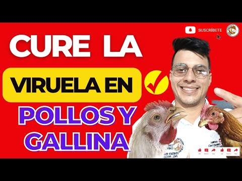 , title : '🤕COMO PREVENIR Y CURAR LA VIRUELA EN POLLOS Y GALLINAS🥵TODO SOBRE LA VIRUELA AVIAR TRATAMIENTO🥇'