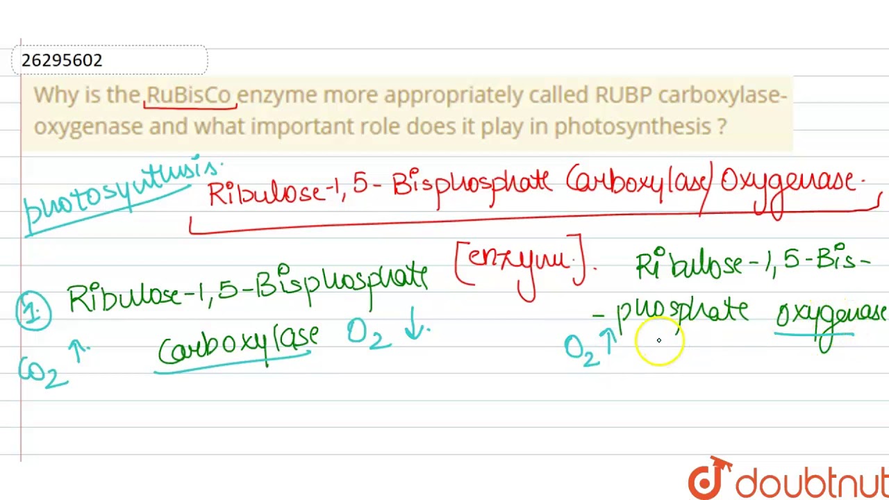 Apa Itu Enzim Rubisco