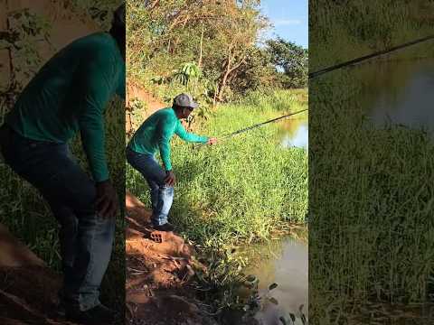 Pescaria Represado do Rio Paranápanema Itororó interior paulista SP #shot #fishing #pescaria
