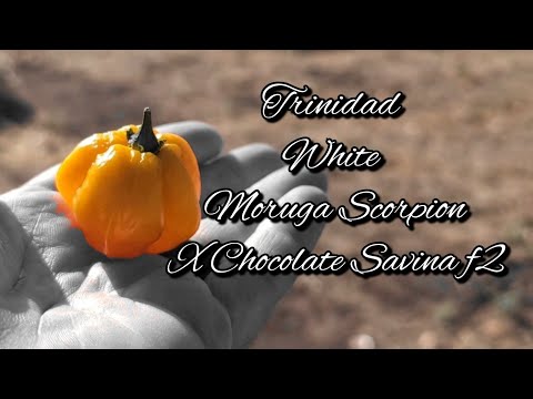 Trinidad Moruga Scorpion White X Chocolate Savina f2