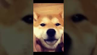 おもしろい、可愛い動物gif集2 #shorts
