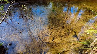 10 Minutes Relax - Shallow stream running with reflections of forest trees 🌿💧