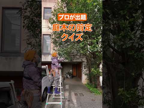 santolina-chamaecyparissus-santoline-petit-cyprès-jardin-sec-pente-raide