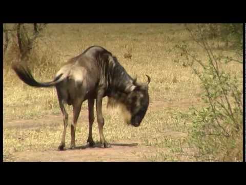 Water and Fire (Excerpt) by Kiro Urdin