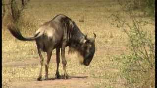 Water and Fire (Excerpt) by Kiro Urdin