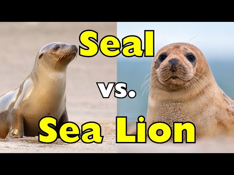 Sea Lion vs Seal: The Difference Most People Get Wrong [ID0833]