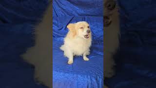 Video preview image #1 Chiranian Puppy For Sale in Cuba, NY, USA