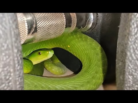 Green Mamba was denied gym session