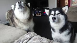 Back talking Malamute