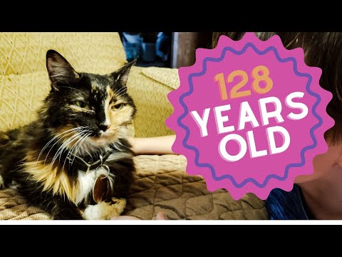 The OLDEST Cat Ever - Meet Creme Puff 🐱