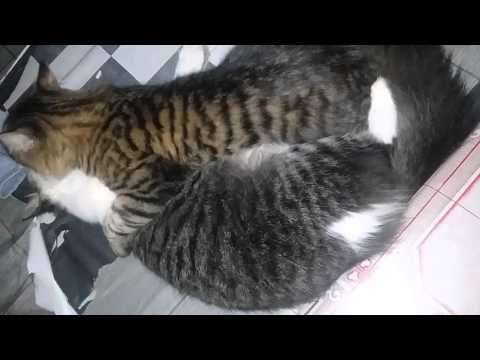 Kucing lucu bersaudara