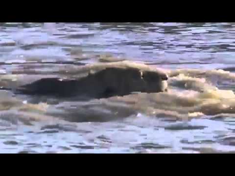 Crocodile Attack Two Lions in water