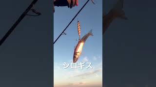 秋のショアジギ。釣れない時は釣れない#つり