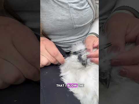 Seeing the world is so important :) #chickens #silkiechicken