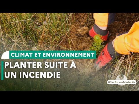 Plantations en forêt à la suite d'un incendie | Forêt de Sénart