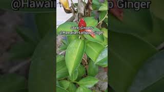 Spiral Gingers @Hawaiian Lollipop Ginger Plants