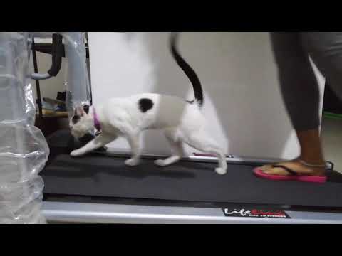 Cat workout