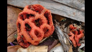 If You Find One Of These Bizarre Egg Sacks In Your Back Yard, Try Not To Panic