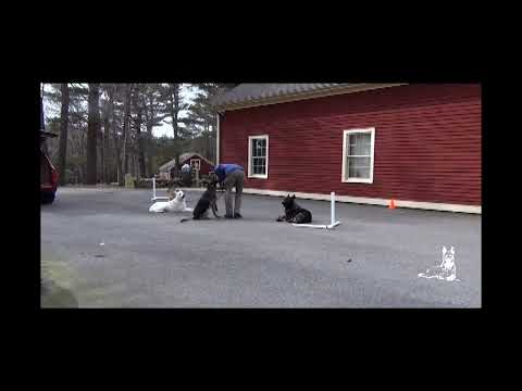 Basic Impulse Control: A Young German Shepherd Learns From the Pack