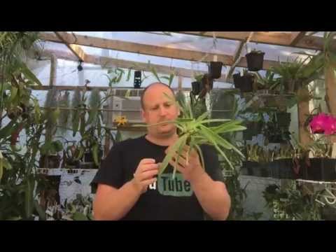 SLIPPER ORCHID CARE: DIVIDING AND REPOTTING PAPHIOPEDILUM SLIPPER ORCHIDS