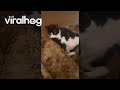 Tuxedo Cat Chills On Basement Steps ViralHog