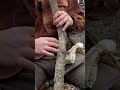How To Make A HUNTING BOOMERANG