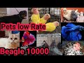 Lab With Kci 3000 Beagle 10000 African Lovebirds 650 Cocktail 800 Spotted Chicken Rot Homer Mukhi
