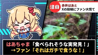 【はあちゃま】毒果実の写真を投稿し「美味しそうな実、発見！」と投稿しファン騒然【ホロライブ/赤井はあと】